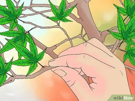 Image intitulée Prune Japanese Maple Trees Step 19