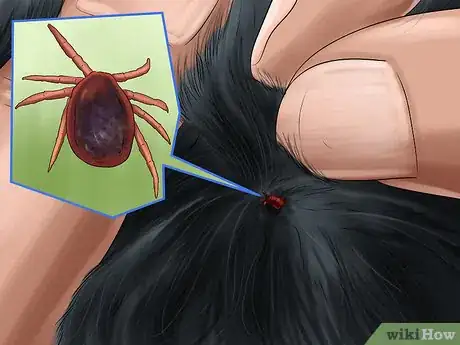 Image intitulée Care for Doberman Pincshers Step 19