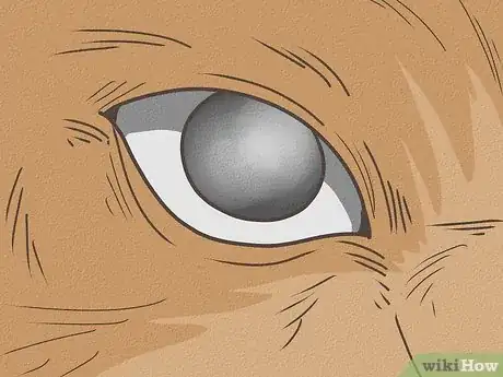 Image intitulée Know Your Cat's Age Step 10