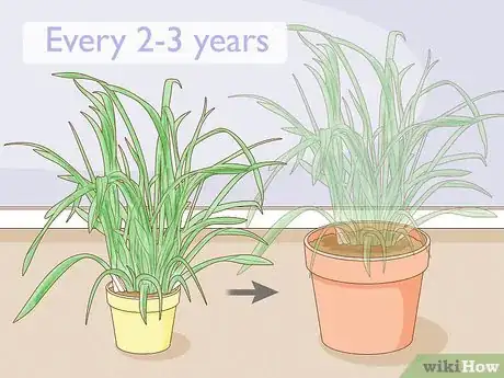 Image intitulée Grow Cymbidium Orchids Step 13
