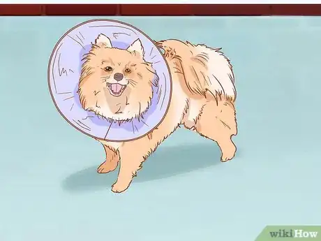 Image intitulée Keep a Dog from Licking a Wound Step 2