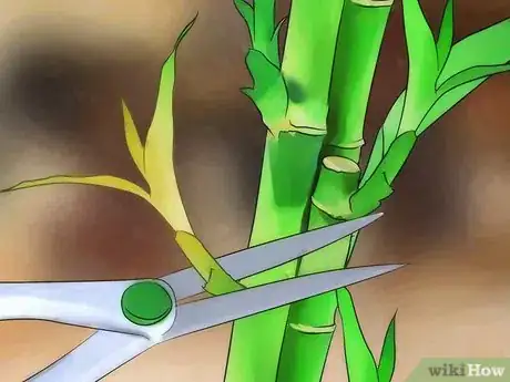 Image intitulée Take Care of Lucky Bamboo Step 10
