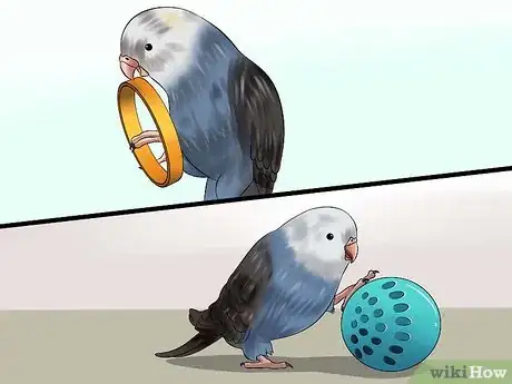 Image intitulée Play With Your Budgie Step 6