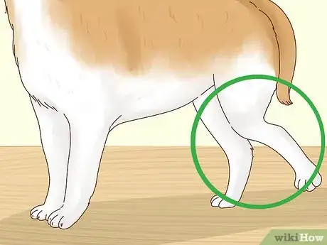Image intitulée Keep Dogs Warm in the Winter Step 9