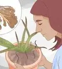 redresser les feuilles de l'aloe vera
