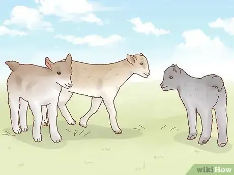 Image intitulée Care for Baby Goats Step 15
