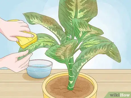Image intitulée Prune Houseplants Step 10