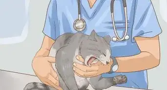 sauver un chat qui s'étouffe