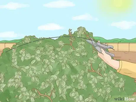 Image intitulée Prune Lantana Step 7