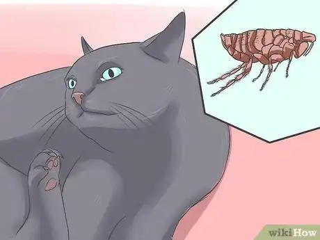 Image intitulée Treat Tapeworm in Cats Step 4