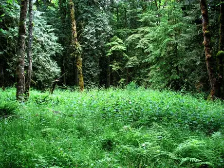 Image intitulée Forest_of_nettles