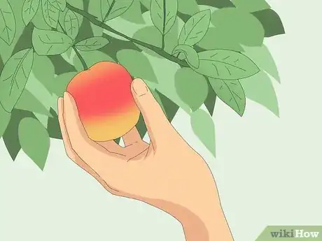 Image intitulée Repel Monkeys from Residential Areas Step 3