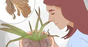 redresser les feuilles de l'aloe vera