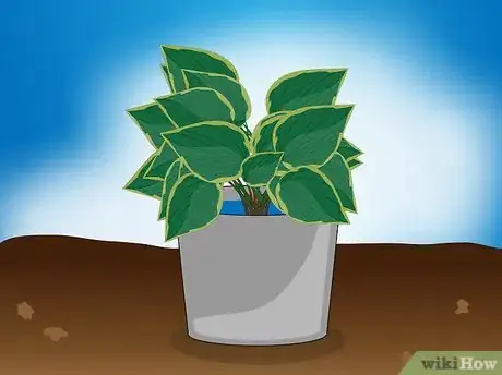 Image intitulée Divide a Hosta Step 14