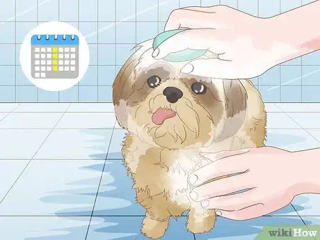 Image intitulée Get Rid of the Fishy Smell from My Dog Step 11