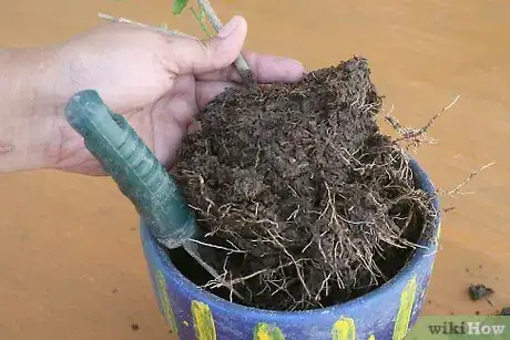 Image intitulée Use Wicks to Water Plants Step 6