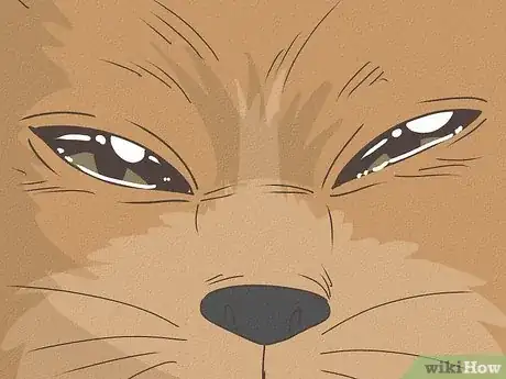 Image intitulée Know Your Cat's Age Step 12