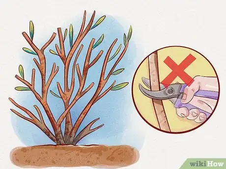 Image intitulée Prune Weigela Step 8