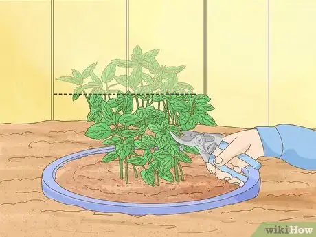 Image intitulée Grow Mint Step 11