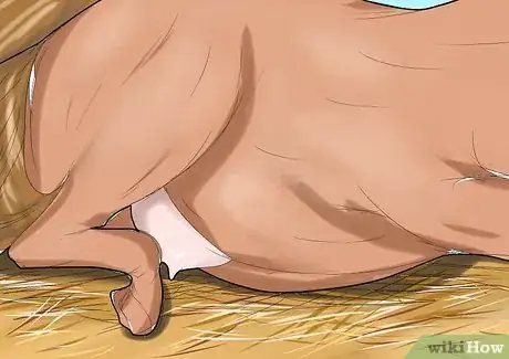 Image intitulée Care for a Pregnant Mare Step 8