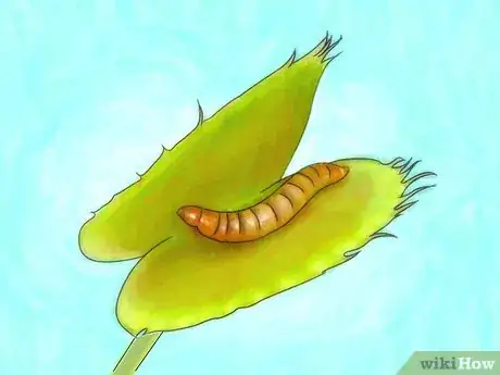 Image intitulée Grow a Venus Flytrap Step 10