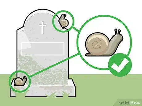Image intitulée Clean a Gravestone Step 8