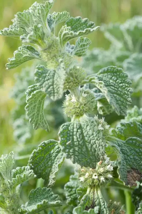 Image intitulée Marrubium_vulgare