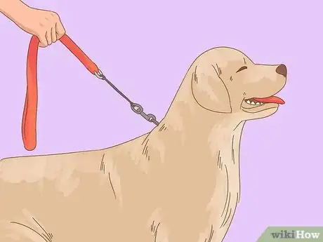 Image intitulée Care for a Dog After Spaying Step 19