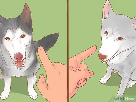 Image intitulée Encourage Dogs to Mate Naturally Step 9