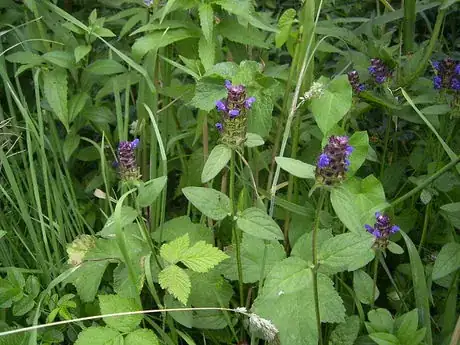 Image intitulée Prunella_vulgaris