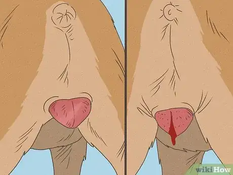 Image intitulée Detect Pregnancy in Your Female Dog Step 2