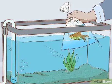 Image intitulée Add Fish to a New Tank Step 10