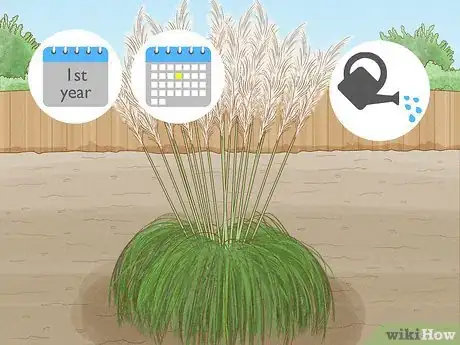 Image intitulée Grow Pampas Grass Step 10