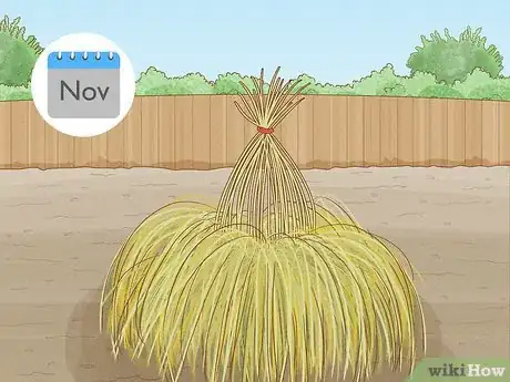 Image intitulée Grow Pampas Grass Step 13