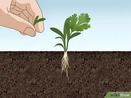 Image intitulée Grow Cilantro Step 5