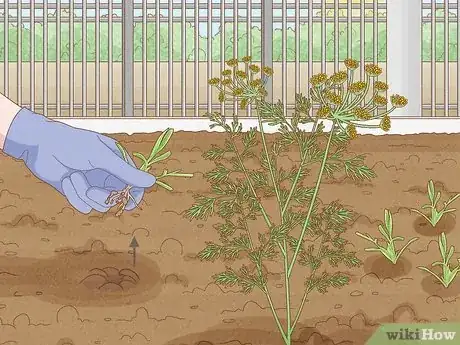Image intitulée Grow Dill Step 12