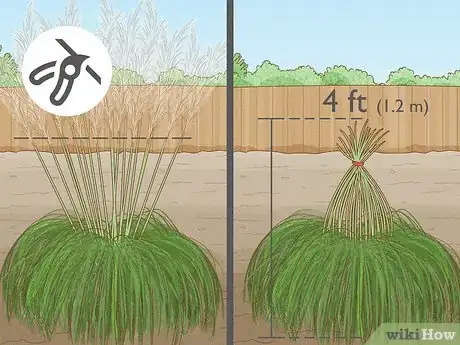 Image intitulée Grow Pampas Grass Step 12