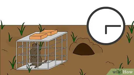 Image intitulée Get Rid of Groundhogs Step 5