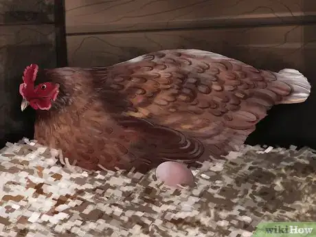 Image intitulée Vaccinate Chickens Step 2