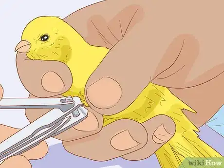Image intitulée Care for Your Canary Step 11