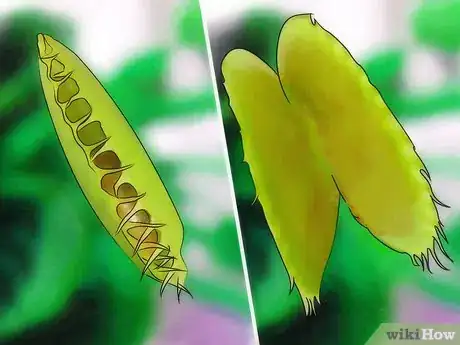 Image intitulée Grow a Venus Flytrap Step 11