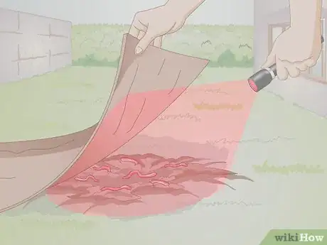 Image intitulée Gather Earthworms Step 10
