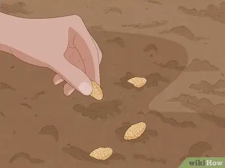 Image intitulée Plant Cherry Seeds Step 8