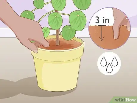 Image intitulée Take Care of a Chinese Money Plant Step 6
