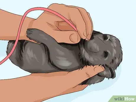 Image intitulée Handle Aspiration Pneumonia in Young Puppies Step 8