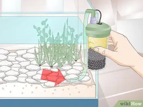 Image intitulée Care for Salamanders Step 10