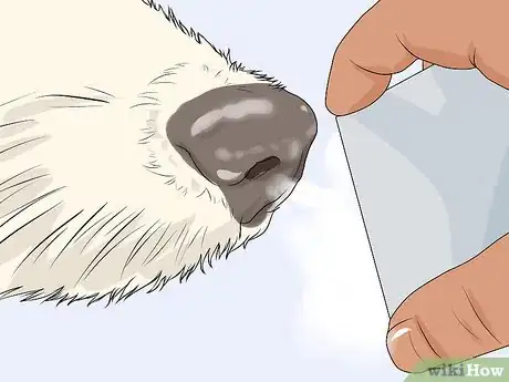 Image intitulée Determine if Your Dog Has Passed Away Step 2