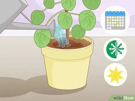 Image intitulée Take Care of a Chinese Money Plant Step 4