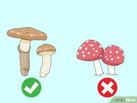 Image intitulée Identify Edible Mushrooms Step 2