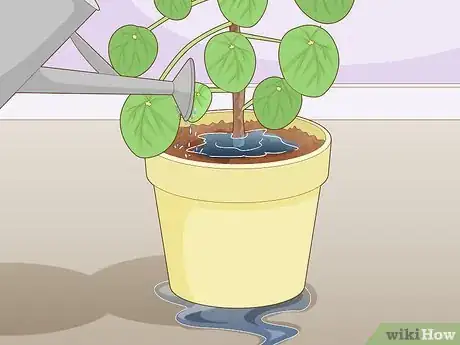 Image intitulée Take Care of a Chinese Money Plant Step 7